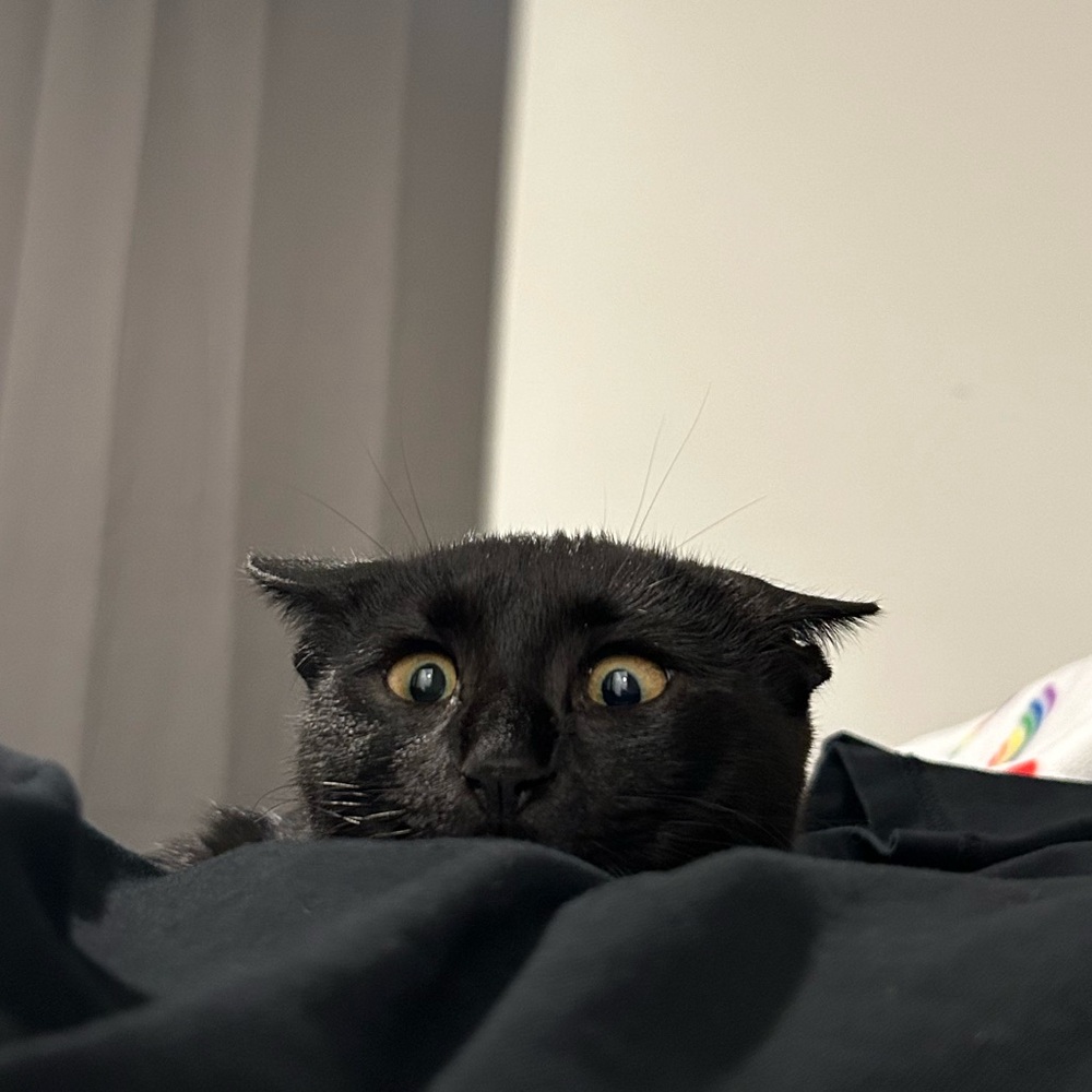 Meet your Posher, Alyssa